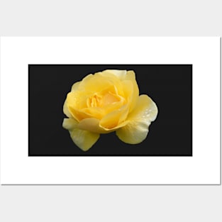 Pretty Yellow Rose with Raindrops Posters and Art